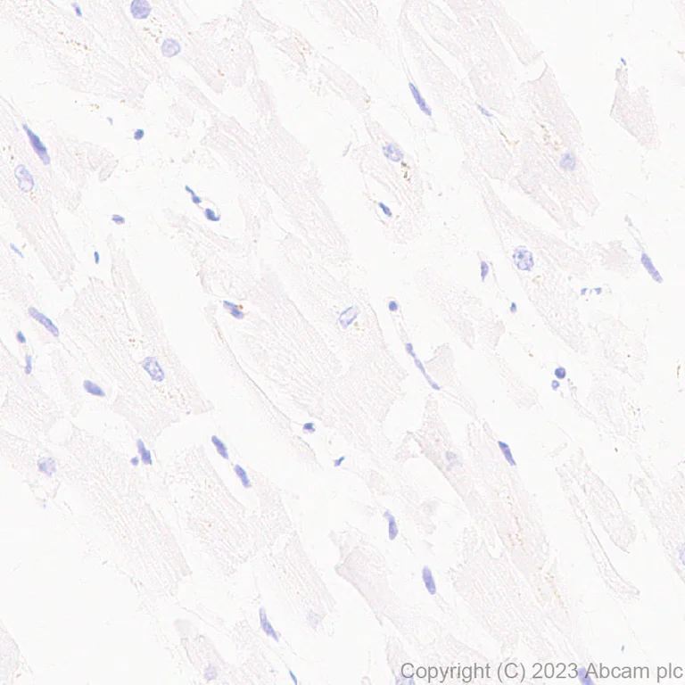 Immunohistochemistry (Formalin/PFA-fixed paraffin-embedded sections) - Anti-HCN3 antibody [EPR27844-43] - BSA and Azide free (AB313792)