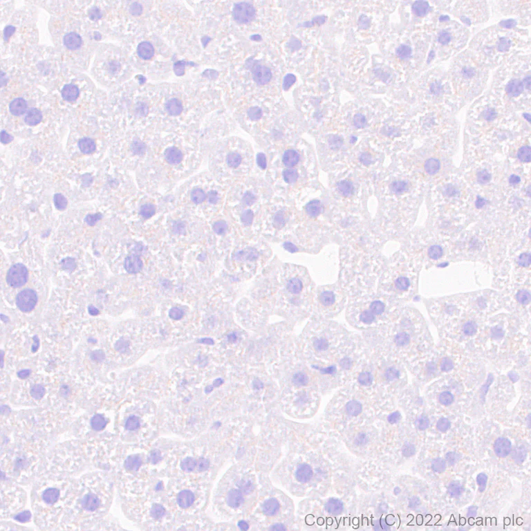 Immunohistochemistry (Formalin/PFA-fixed paraffin-embedded sections) - Anti-HCN4 antibody [EPR25291-44] (AB289962)