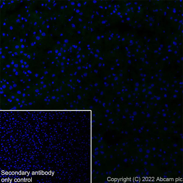 Immunohistochemistry (Frozen sections) - Anti-HCN4 antibody [EPR25291-44] (AB289962)