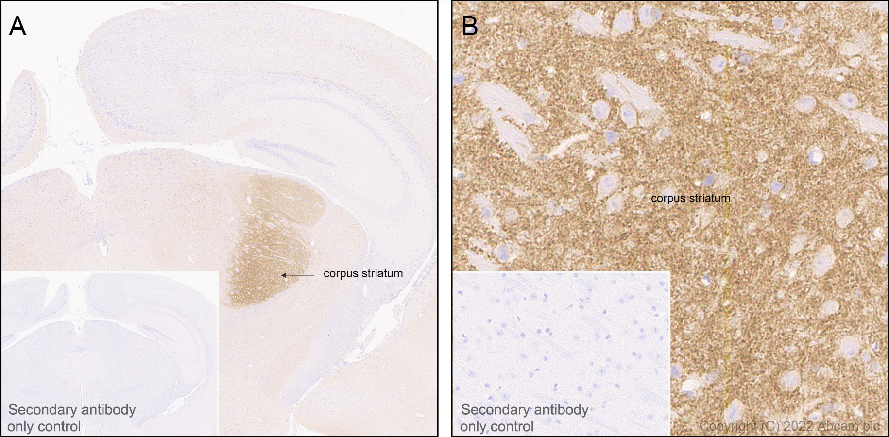 Immunohistochemistry (Formalin/PFA-fixed paraffin-embedded sections) - Anti-HCN4 antibody [EPR25291-44] - BSA and Azide free (ab289985), expandable thumbnail
