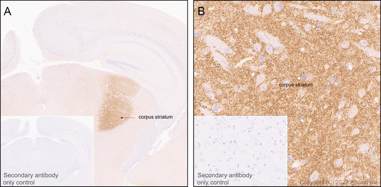 Immunohistochemistry (Formalin/PFA-fixed paraffin-embedded sections) - Anti-HCN4 antibody [EPR25291-44] - BSA and Azide free (AB289985)
