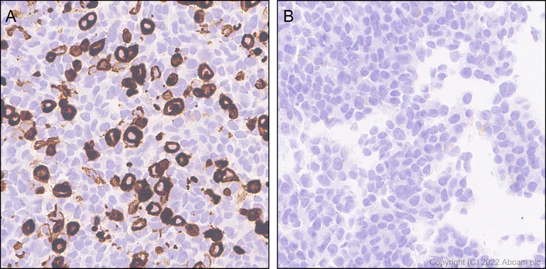 Immunohistochemistry (Formalin/PFA-fixed paraffin-embedded sections) - Anti-HCN4 antibody [EPR25291-44] - BSA and Azide free (AB289985)
