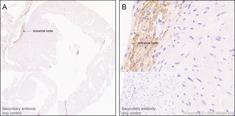 Immunohistochemistry (Formalin/PFA-fixed paraffin-embedded sections) - Anti-HCN4 antibody [EPR25291-44] - BSA and Azide free (AB289985)