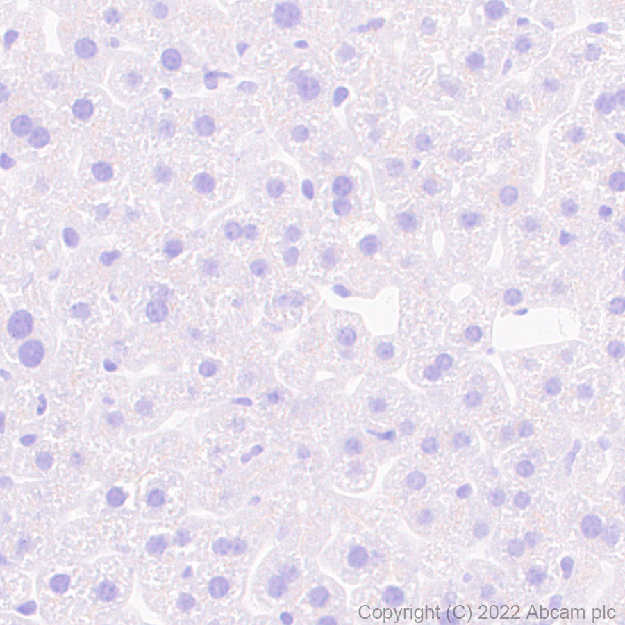 Immunohistochemistry (Formalin/PFA-fixed paraffin-embedded sections) - Anti-HCN4 antibody [EPR25291-44] - BSA and Azide free (ab289985), expandable thumbnail