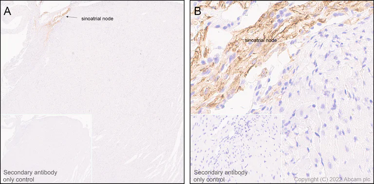 Immunohistochemistry (Formalin/PFA-fixed paraffin-embedded sections) - Anti-HCN4 antibody [EPR25291-44] - BSA and Azide free (AB289985)