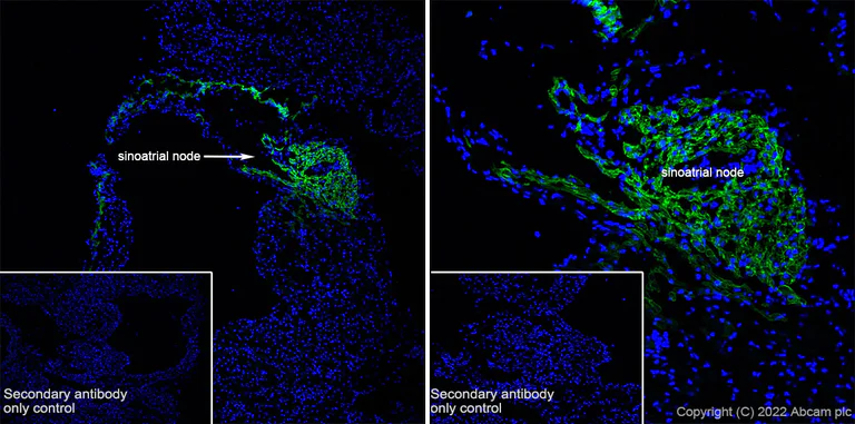 Immunohistochemistry (Frozen sections) - Anti-HCN4 antibody [EPR25291-44] - BSA and Azide free (AB289985)