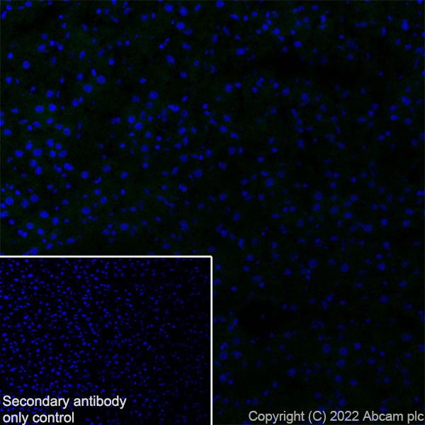 Immunohistochemistry (Frozen sections) - Anti-HCN4 antibody [EPR25291-44] - BSA and Azide free (ab289985), expandable thumbnail