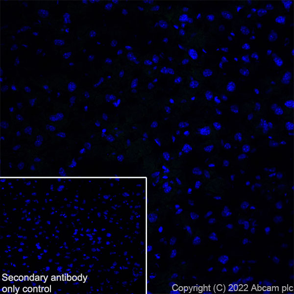Immunohistochemistry (Frozen sections) - Anti-HCN4 antibody [EPR25291-44] - BSA and Azide free (ab289985), expandable thumbnail