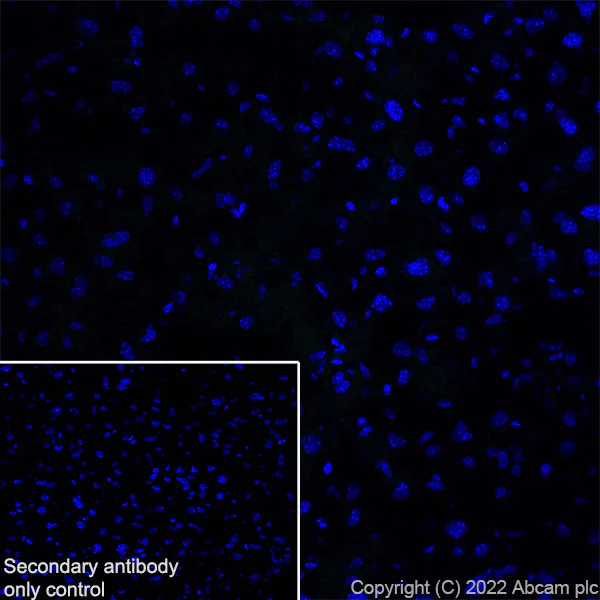 Immunohistochemistry (Frozen sections) - Anti-HCN4 antibody [EPR25291-44] - BSA and Azide free (AB289985)
