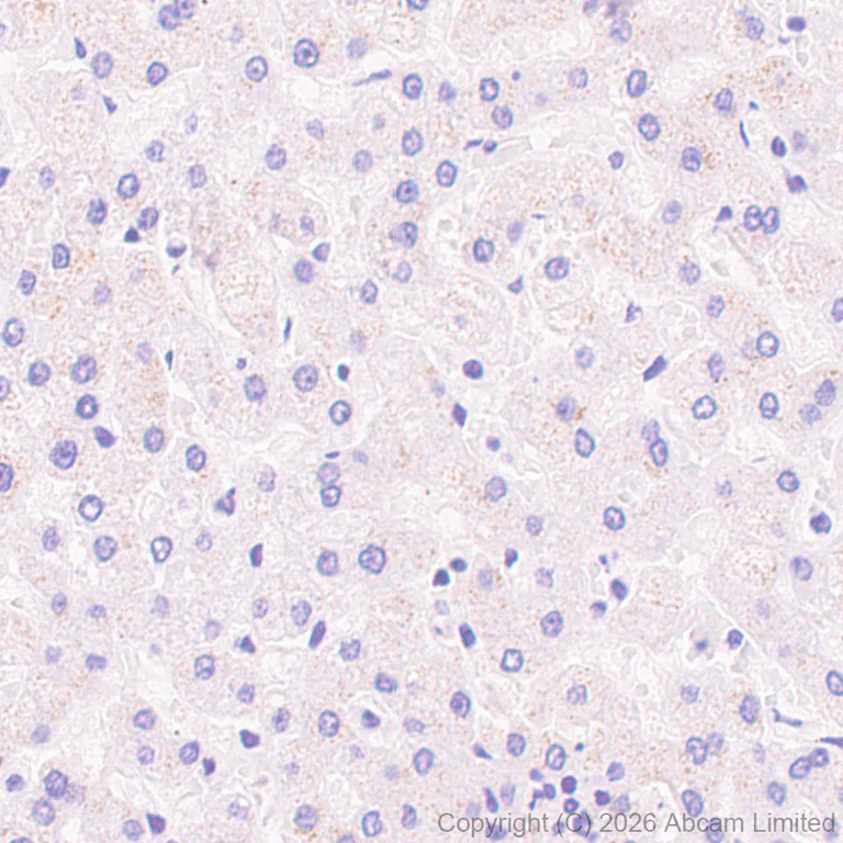 Immunohistochemistry (Formalin/PFA-fixed paraffin-embedded sections) - Anti-HCN4 antibody [EPR30362-531] (AB327083)