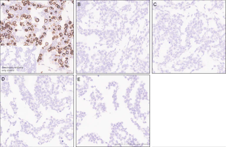 Immunohistochemistry (Formalin/PFA-fixed paraffin-embedded sections) - Anti-HCN4 antibody [EPR30362-531] (AB327083)