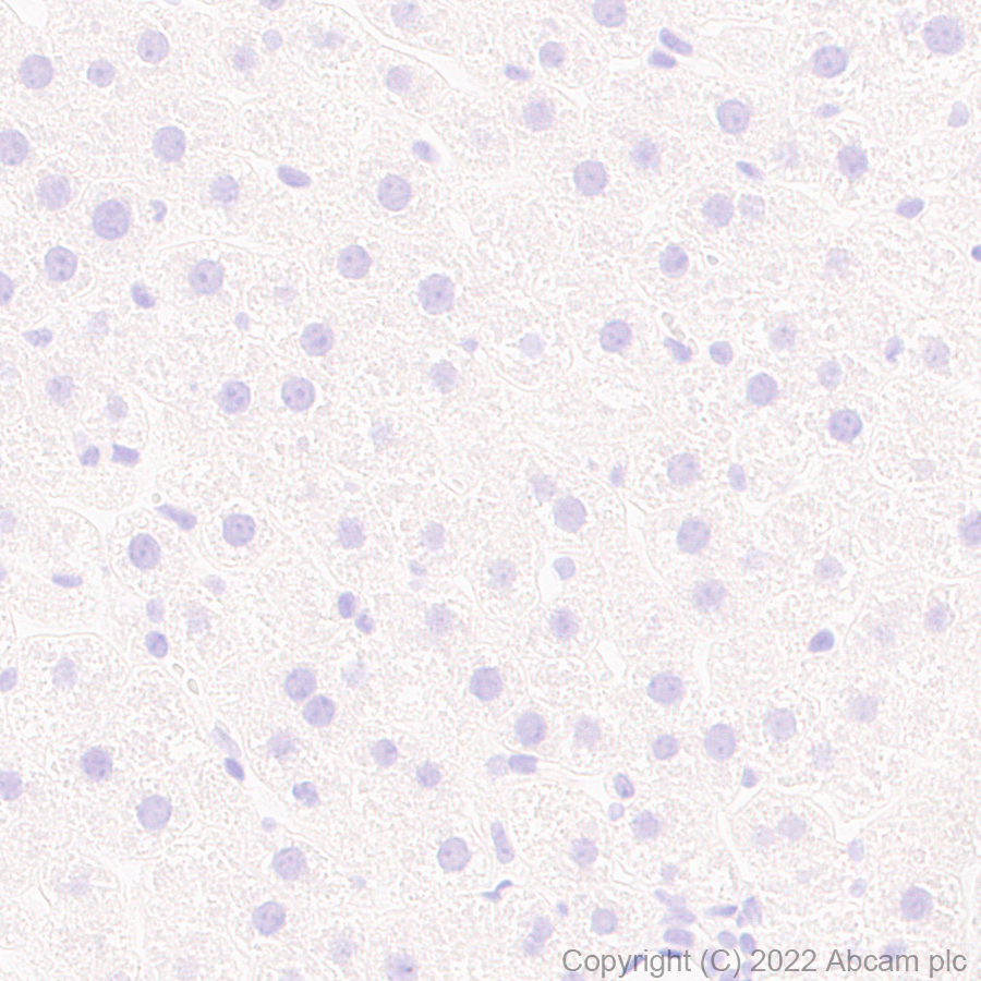 Immunohistochemistry (Formalin/PFA-fixed paraffin-embedded sections) - Anti-HCN4 antibody [N114/10] (AB302675), expandable thumbnail