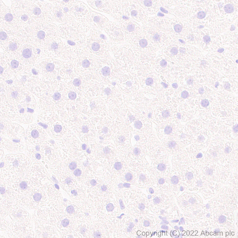 Immunohistochemistry (Formalin/PFA-fixed paraffin-embedded sections) - Anti-HCN4 antibody [N114/10] (AB302675)