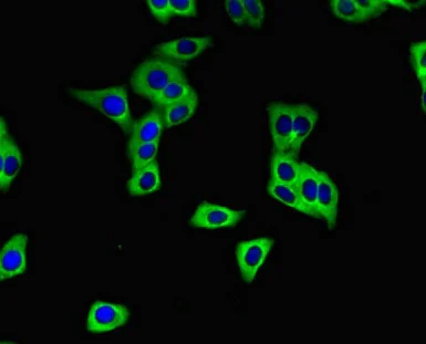 Immunocytochemistry/ Immunofluorescence - Anti-hCNT3 antibody (AB223085)