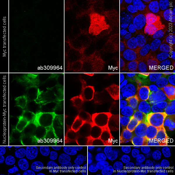 Immunocytochemistry/ Immunofluorescence - Anti-HCoV-OC43 Nucleoprotein antibody [abd384] - BSA and Azide free (AB309965)