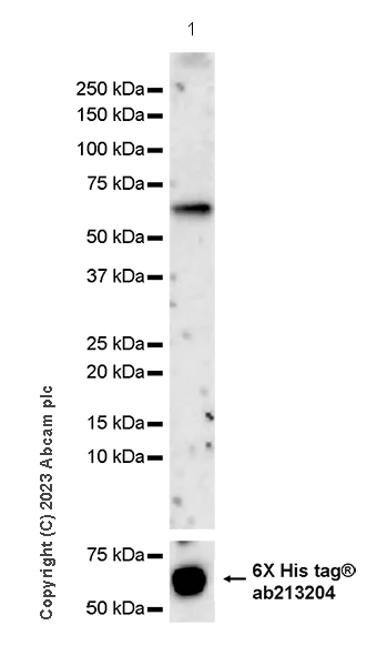 Western blot - Anti-HCoV-OC43 Nucleoprotein antibody [abd384] - BSA and Azide free (AB309965)