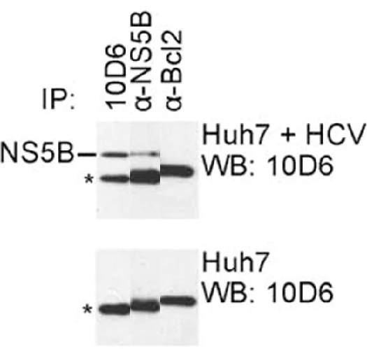 Immunoprecipitation - Anti-HCV subtype 1b NS5B antibody [10D6] (AB100895)