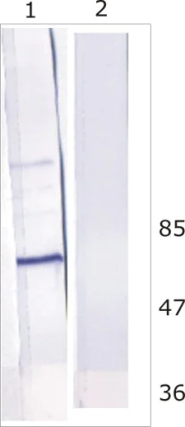 Western blot - Anti-HCV subtype 1b NS5B antibody [10D6] (AB100895)