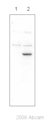 Western blot - Anti-HCV subtype 1b NS5B antibody (AB35586)