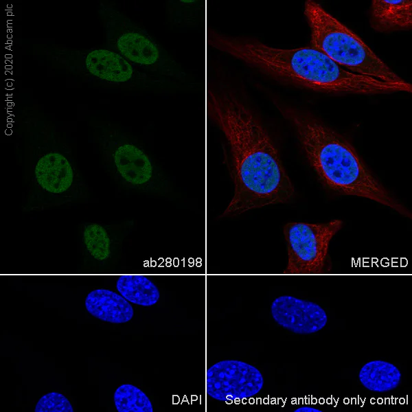 Immunocytochemistry/ Immunofluorescence - Anti-HDAC1 antibody [EPR23847-170] - BSA and Azide free (AB280205)