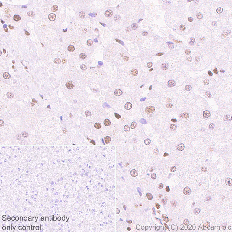 Immunohistochemistry (Formalin/PFA-fixed paraffin-embedded sections) - Anti-HDAC1 antibody [EPR23847-170] - BSA and Azide free (AB280205)