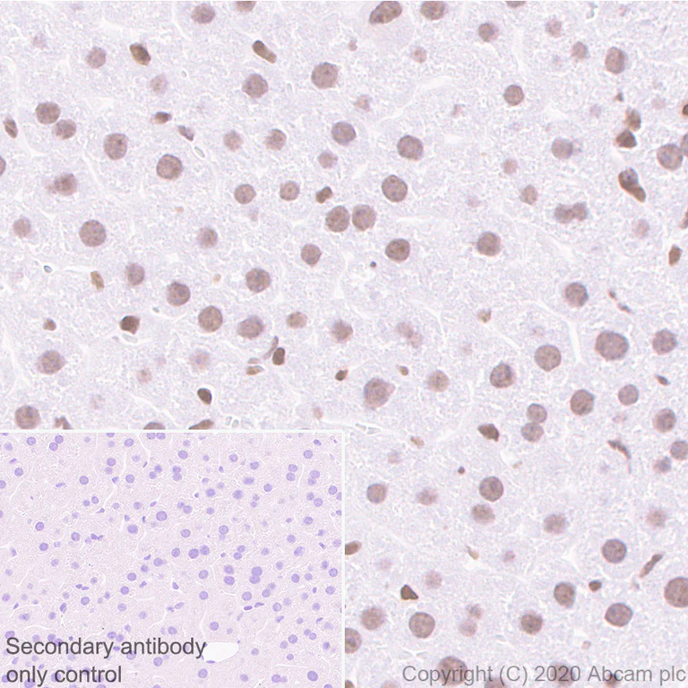 Immunohistochemistry (Formalin/PFA-fixed paraffin-embedded sections) - Anti-HDAC1 antibody [EPR23847-170] - BSA and Azide free (AB280205)