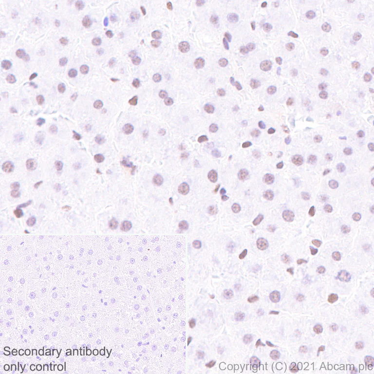 Immunohistochemistry (Formalin/PFA-fixed paraffin-embedded sections) - Anti-HDAC1 antibody [EPR23847-170] - BSA and Azide free (AB280205)