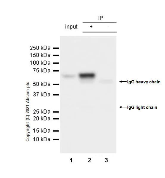 Immunoprecipitation - Anti-HDAC1 antibody [EPR23847-170] - BSA and Azide free (AB280205)