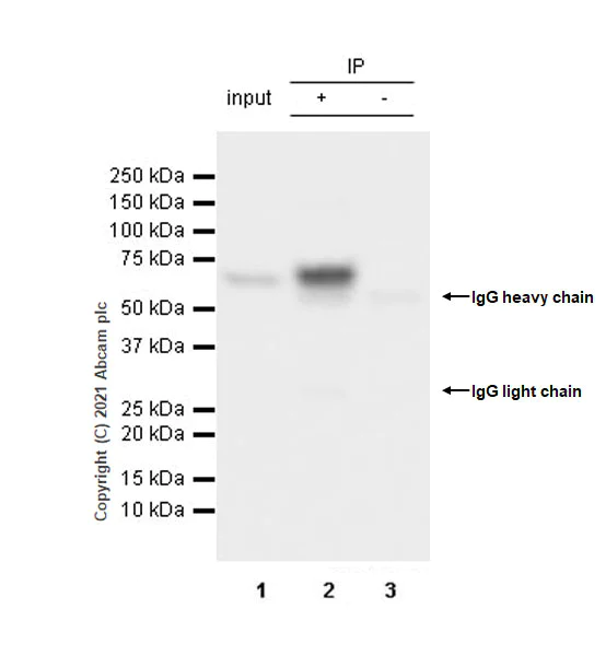 Immunoprecipitation - Anti-HDAC1 antibody [EPR23847-170] - BSA and Azide free (AB280205)