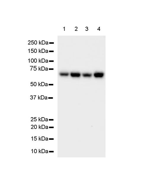 Western blot - Anti-HDAC1 antibody [EPR23847-170] - BSA and Azide free (AB280205)
