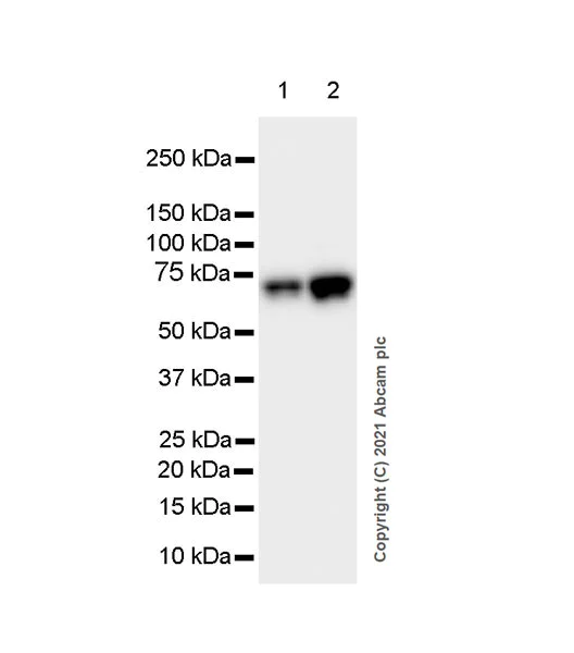 Western blot - Anti-HDAC1 antibody [EPR23847-170] - BSA and Azide free (AB280205)
