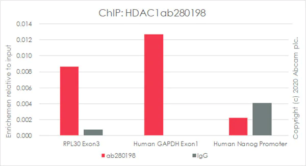 ChIP - Anti-HDAC1 antibody [EPR23847-170] - Nuclear Loading Control (AB280198)