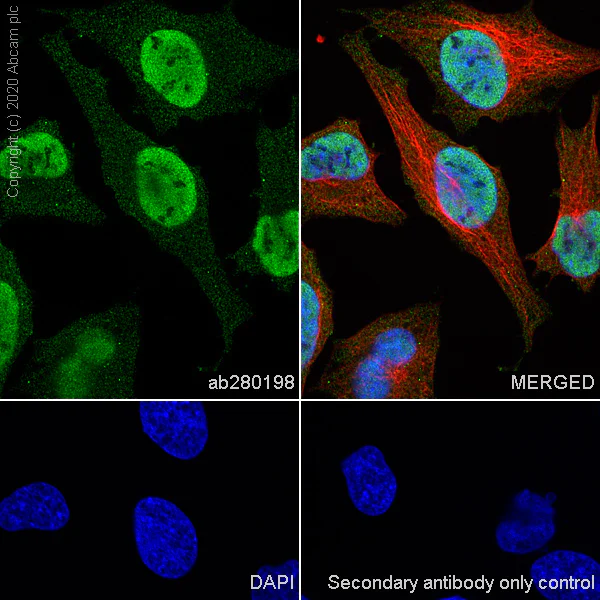 Immunocytochemistry/ Immunofluorescence - Anti-HDAC1 antibody [EPR23847-170] - Nuclear Loading Control (AB280198)