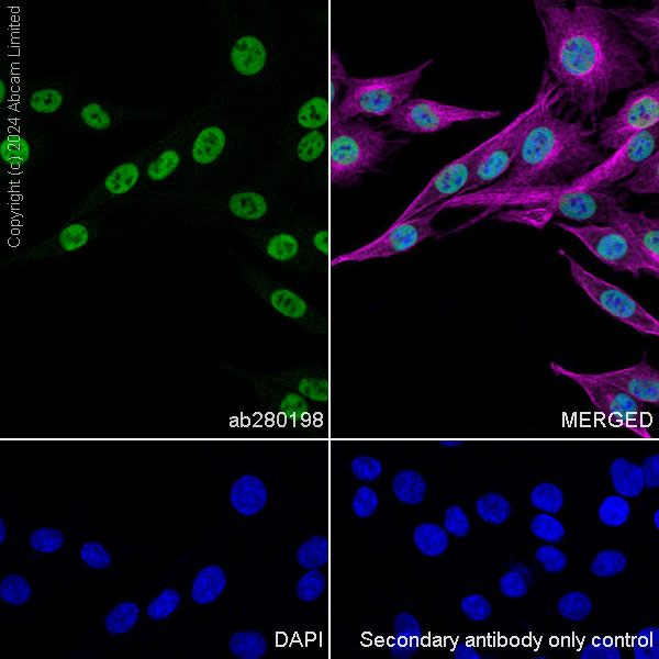 Immunocytochemistry/ Immunofluorescence - Anti-HDAC1 antibody [EPR23847-170] (ab280198), expandable thumbnail