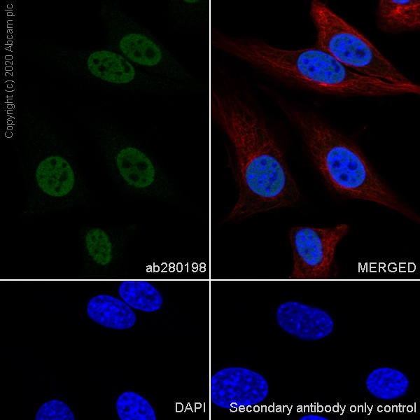 Immunocytochemistry/ Immunofluorescence - Anti-HDAC1 antibody [EPR23847-170] (ab280198), expandable thumbnail