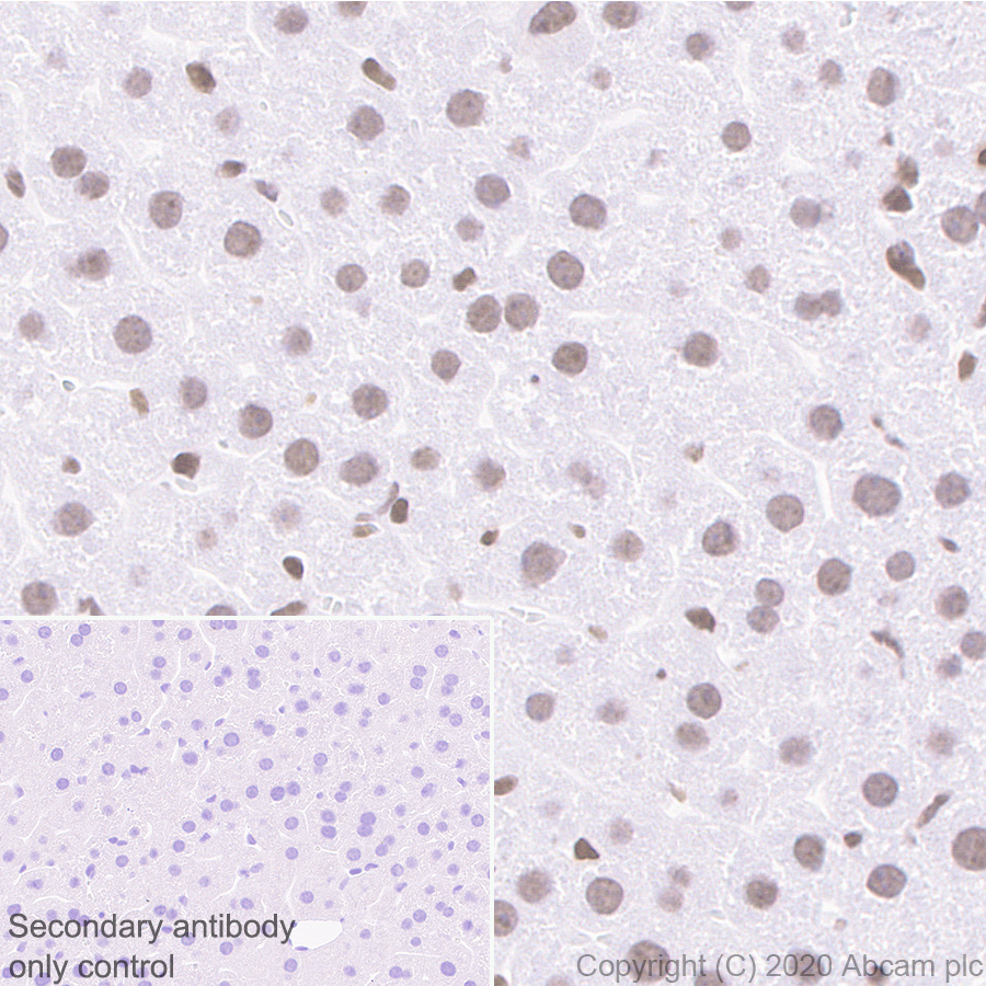 Immunohistochemistry (Formalin/PFA-fixed paraffin-embedded sections) - Anti-HDAC1 antibody [EPR23847-170] (ab280198), expandable thumbnail