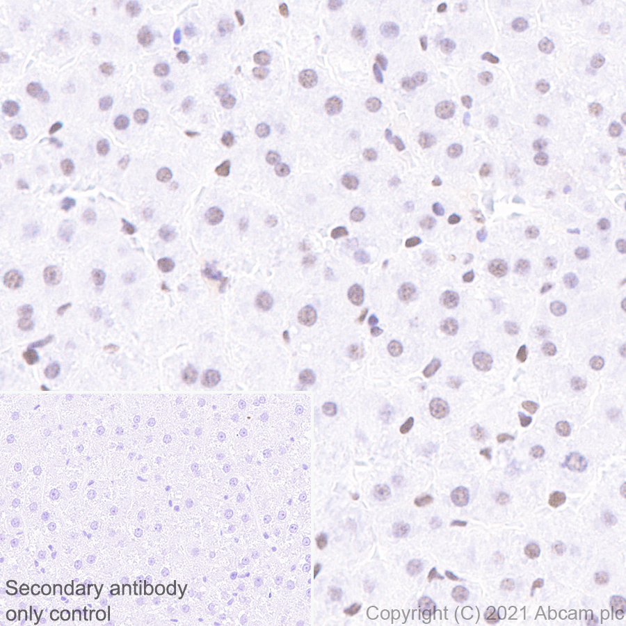 Immunohistochemistry (Formalin/PFA-fixed paraffin-embedded sections) - Anti-HDAC1 antibody [EPR23847-170] (ab280198), expandable thumbnail