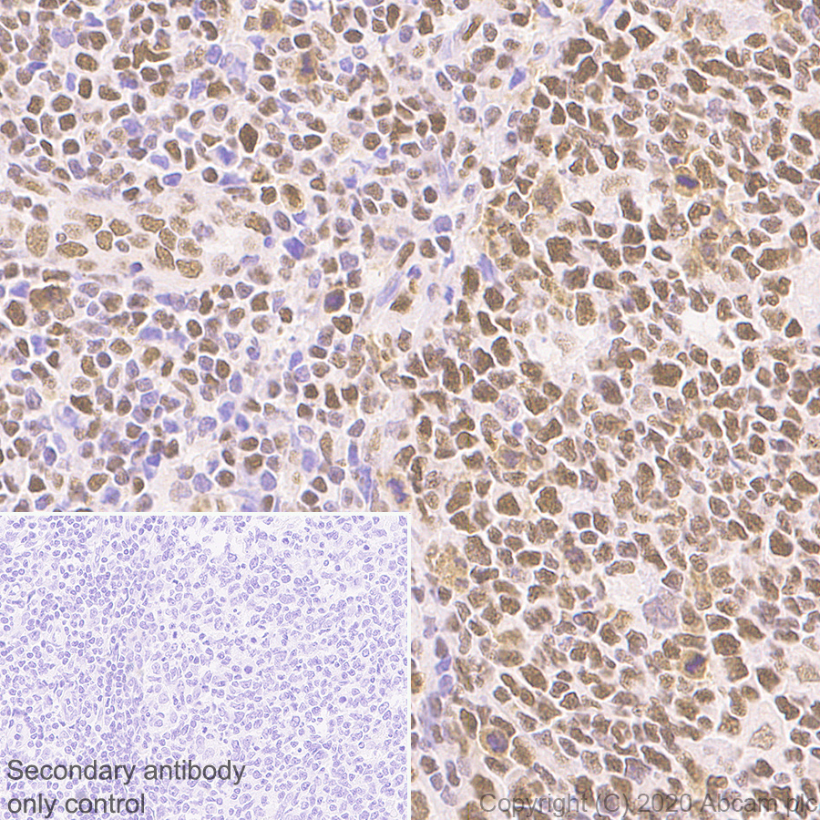 Immunohistochemistry (Formalin/PFA-fixed paraffin-embedded sections) - Anti-HDAC1 antibody [EPR23847-170] (AB280198), expandable thumbnail