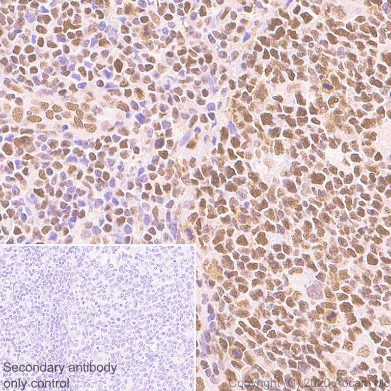 Immunohistochemistry (Formalin/PFA-fixed paraffin-embedded sections) - Anti-HDAC1 antibody [EPR23847-170] - Nuclear Loading Control (AB280198)