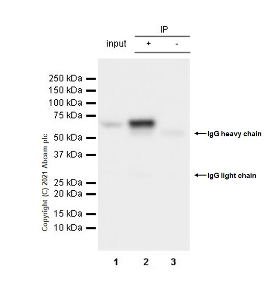 Immunoprecipitation - Anti-HDAC1 antibody [EPR23847-170] - Nuclear Loading Control (AB280198), expandable thumbnail