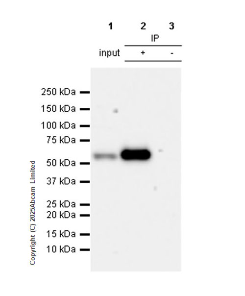 Immunoprecipitation - Anti-HDAC1 antibody [EPR23847-170] - Nuclear Loading Control (ab280198), expandable thumbnail