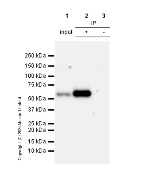 Immunoprecipitation - Anti-HDAC1 antibody [EPR23847-170] - Nuclear Loading Control (AB280198)