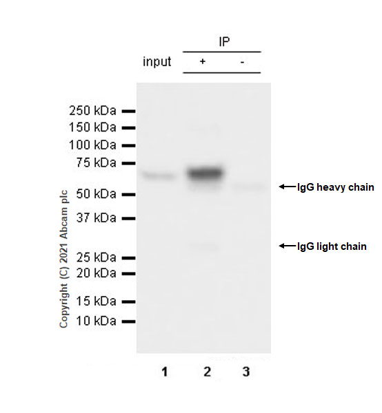 Immunoprecipitation - Anti-HDAC1 antibody [EPR23847-170] - Nuclear Loading Control (ab280198), expandable thumbnail