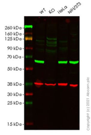 Western blot - Anti-HDAC1 antibody [EPR23847-170] - Nuclear Loading Control (AB280198), expandable thumbnail