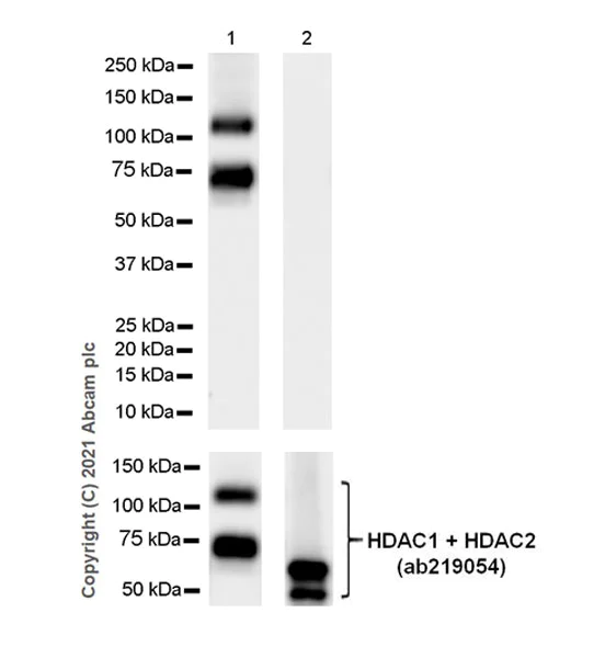 Western blot - Anti-HDAC1 antibody [EPR23847-170] - Nuclear Loading Control (AB280198)