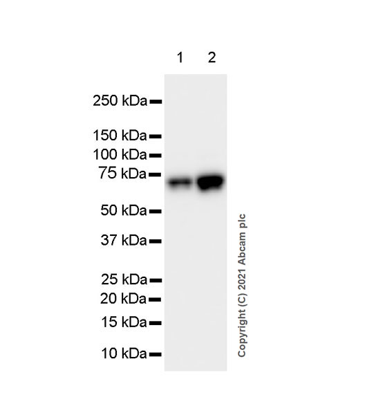 Western blot - Anti-HDAC1 antibody [EPR23847-170] - Nuclear Loading Control (ab280198), expandable thumbnail