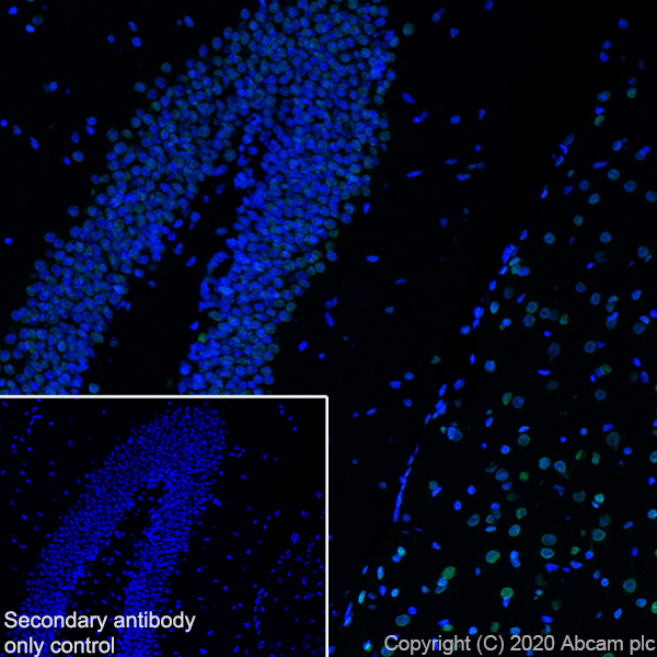 Immunohistochemistry (Frozen sections) - Anti-HDAC1 antibody [EPR460(2)] - BSA and Azide free (ab213701), expandable thumbnail