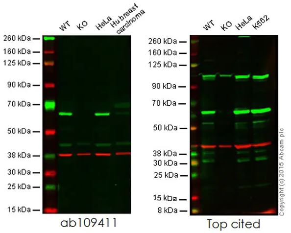 Western blot - Anti-HDAC1 antibody [EPR460(2)] - BSA and Azide free (ab213701), expandable thumbnail