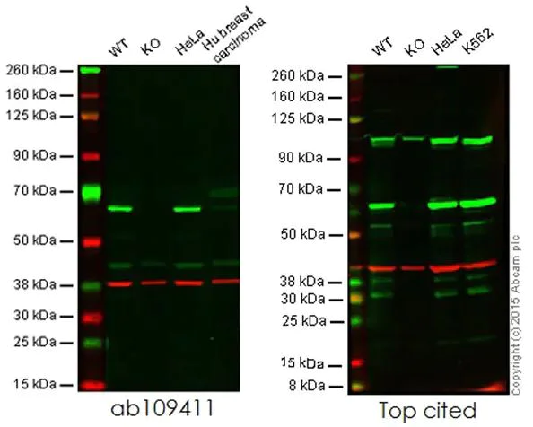 Western blot - Anti-HDAC1 antibody [EPR460(2)] - BSA and Azide free (AB213701)