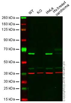 Western blot - Anti-HDAC1 antibody [EPR460(2)] - BSA and Azide free (ab213701), expandable thumbnail
